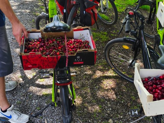 Lastenräder stehen auf einem Kiesweg. Eine Person greift nach einer Kiste voller roter Kirschen am Lenker eines grünen Lastenrads. Im Hintergrund steht eine Frau. Rechts ist ein weiteres Fahrrad mit einer weiteren Kiste Kirschen zu sehen.