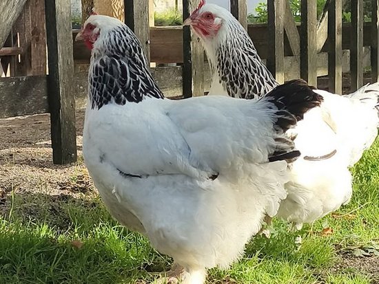 Zwei weiße Hühner mit schwarzem Gefieder am Hals und Schwanz stehen nebeneinander auf dem Gras vor einem Holzzaun.